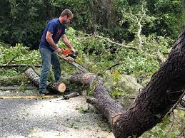 How Our Tree Care Process Works  in  Stuarts Draft, VA